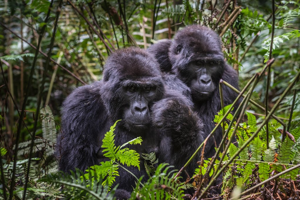 2 Gorillas in Bwindi Forest NP