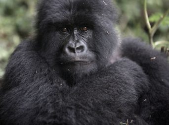 Large Gorilla in the Ugandan Jungle