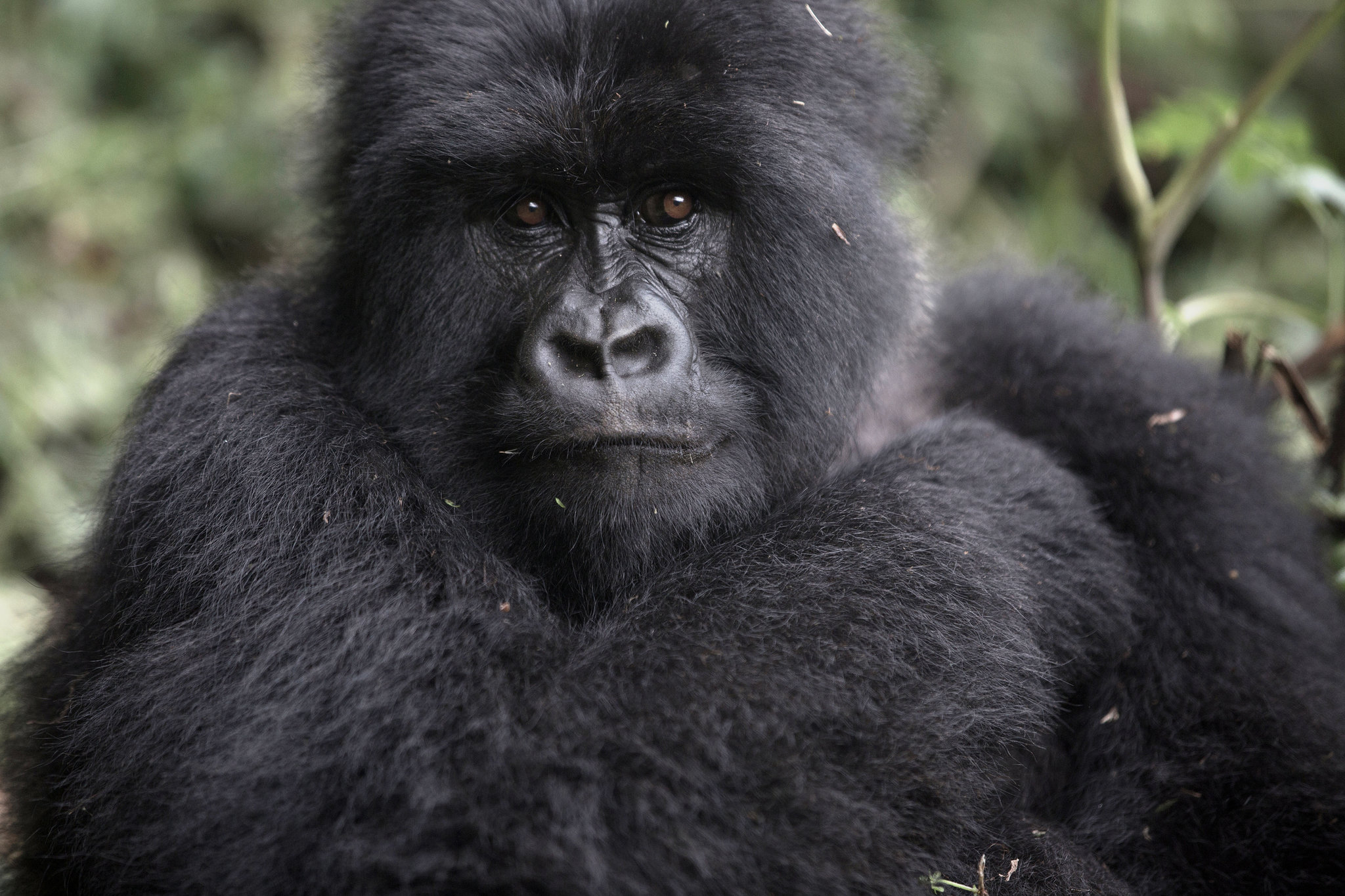 Large Gorilla in the Ugandan Jungle