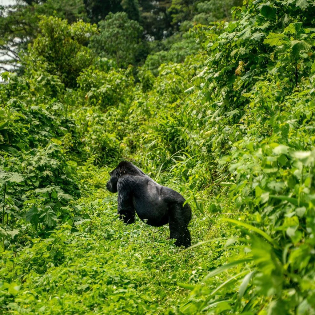 A Male Gorilla Standing across a gorilla Trekking Trail in the Bwindi Forest National Park