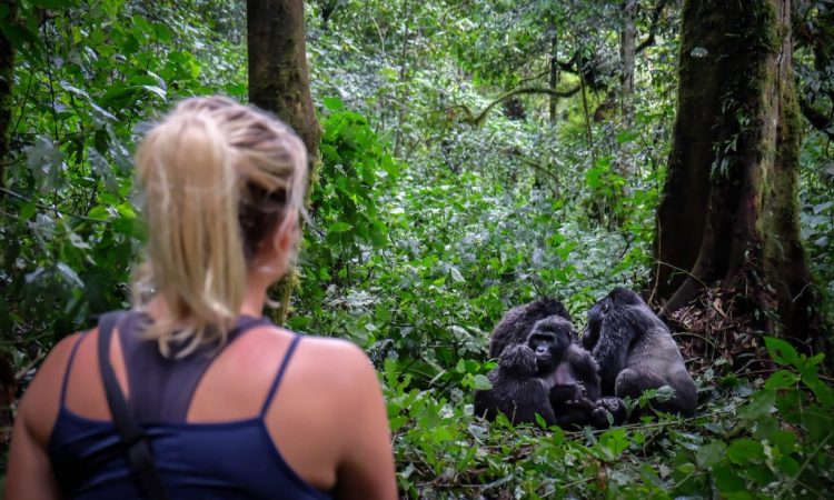 A tourist Viewing Gorillas