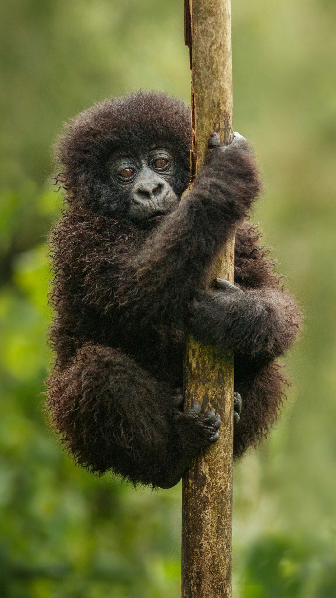 Baby Gorilla holding onto a branch