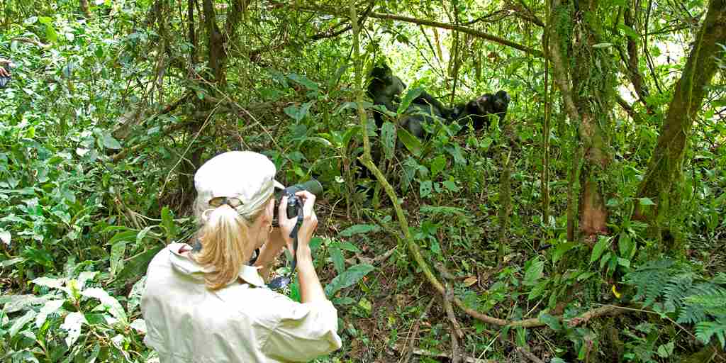 Bwindi Impenetrable Forest National Park Gorillas and tourist taking pictures