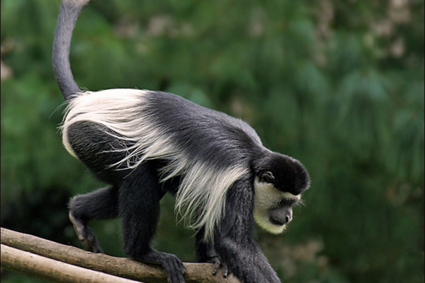 Animals on primate safaris in Uganda