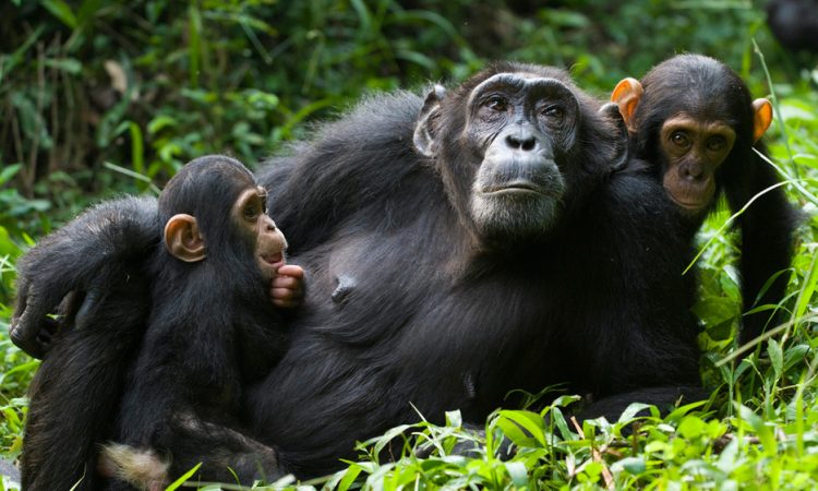 A mother Chimpanzee breastfeeding s young Chimpanzee