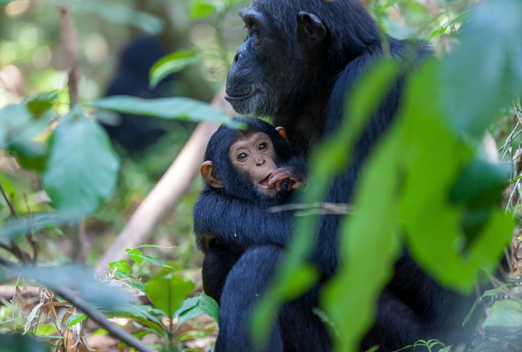 A mother Chimpanzee holding a young Chimpanzee in the Jungle