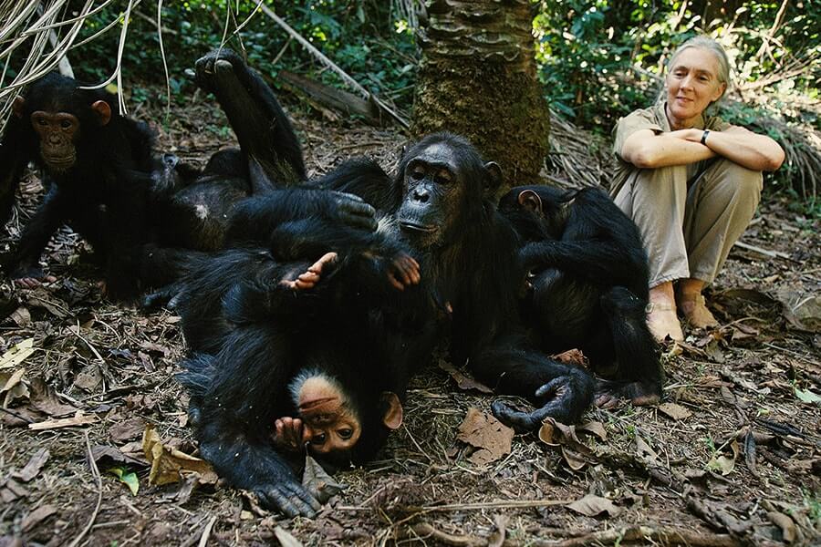 A tourist with 4 chimpanzees during Chimpanzee Habituation