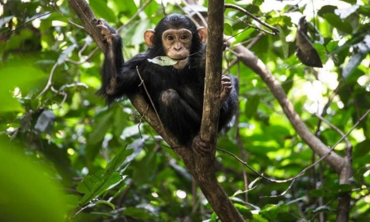 Chimpanzee Trekking 1