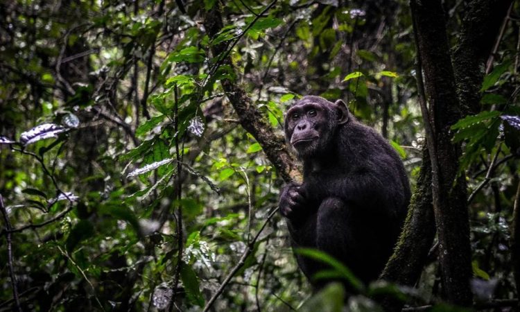 Chimpanzee in Nyungwe Forest National Park