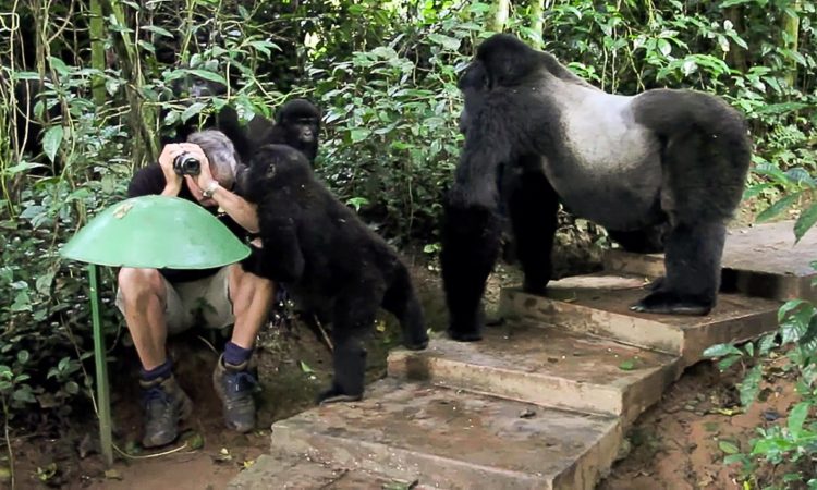 Gorilla-Habituation-in-Bwindi-Impenetrable-National-Park