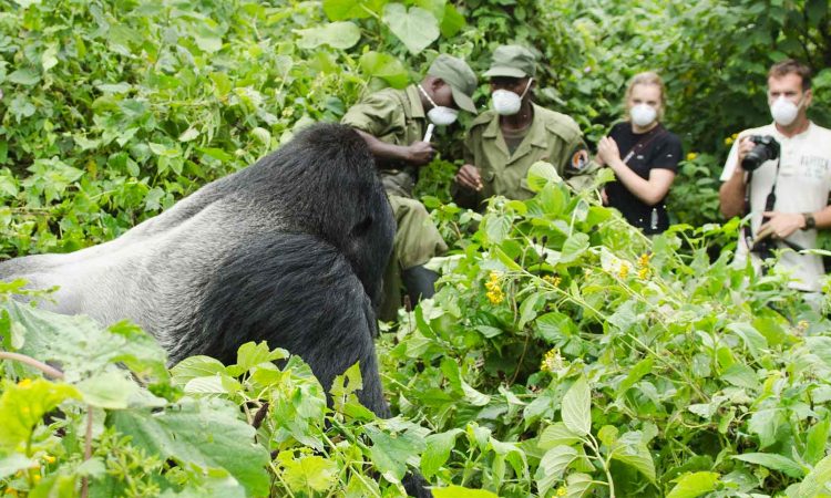 Gorilla Trekking in Congo 1