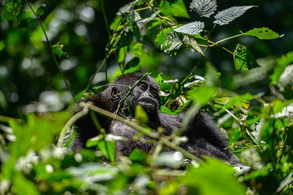 A baby Gorilla in the forest Vegetation