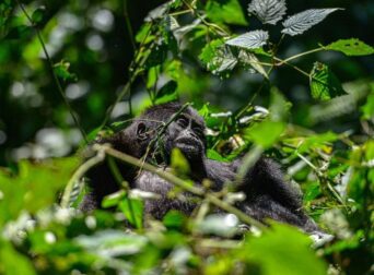 A baby Gorilla in the forest Vegetation