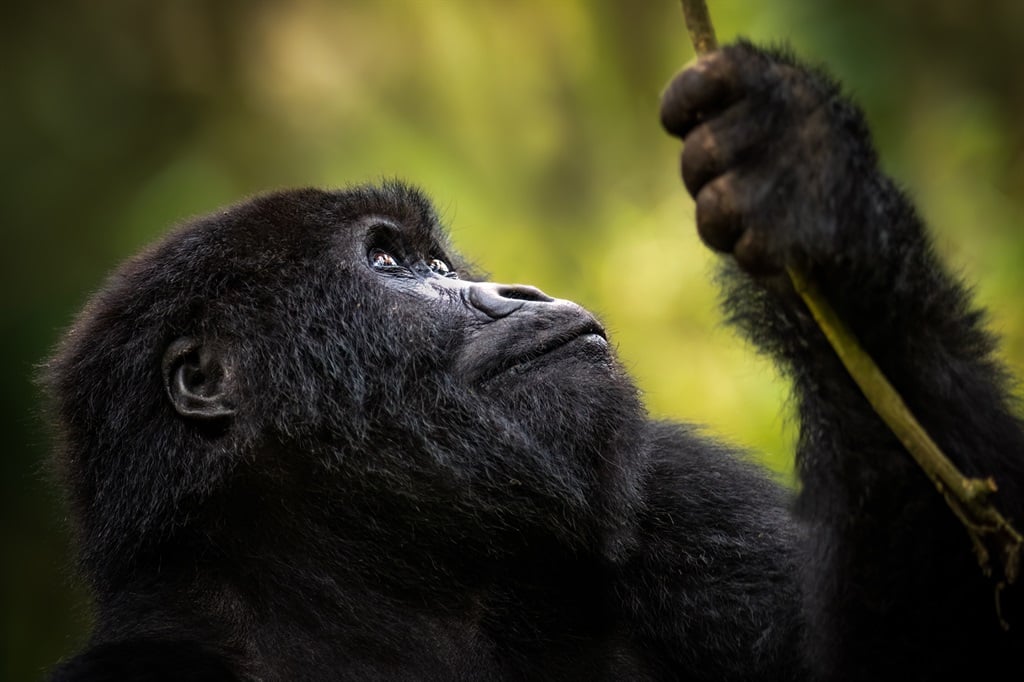 Image of a Gorilla holding a branch