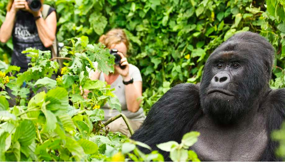 Image of a Gorilla with Tourists in the Background taking Pictures on a Rwanda Gorilla Trekking Safari