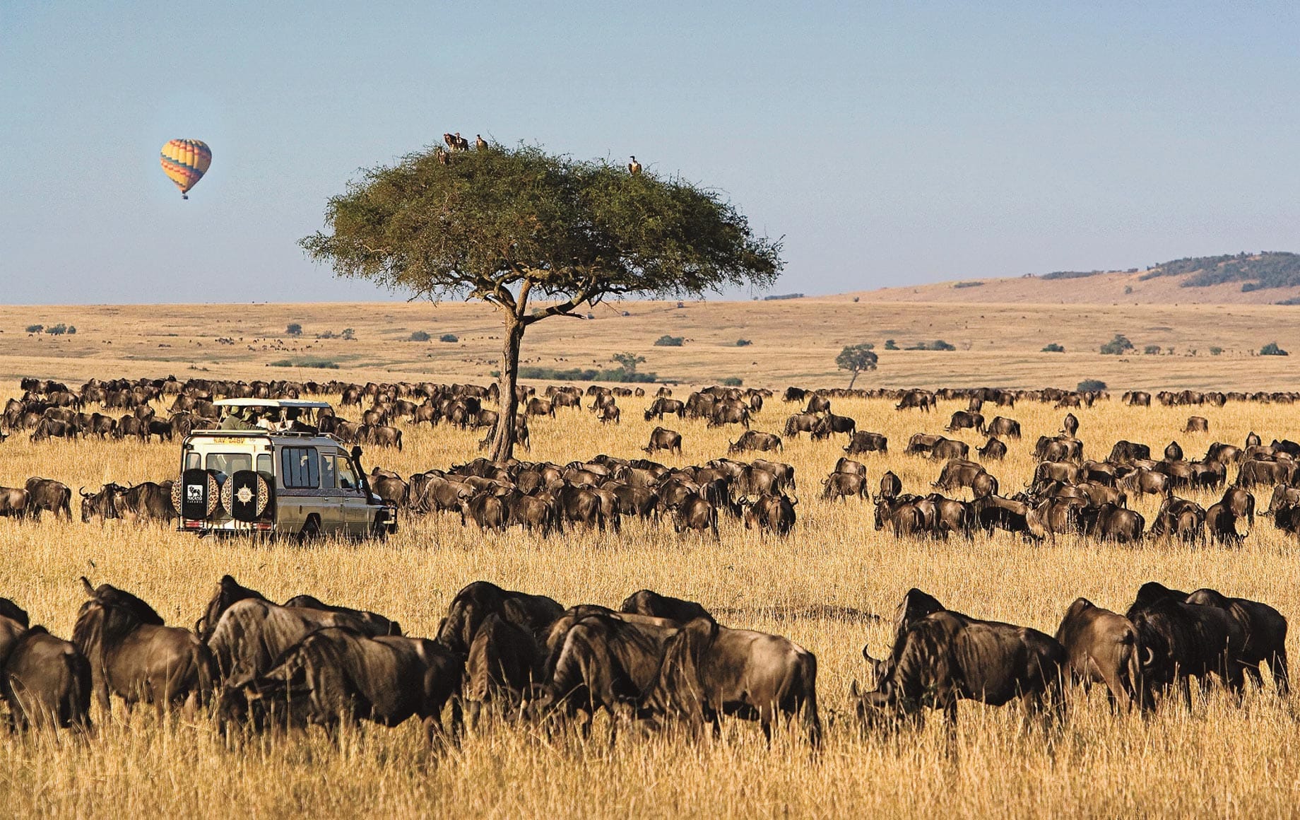 Kenya Safari Game Drive