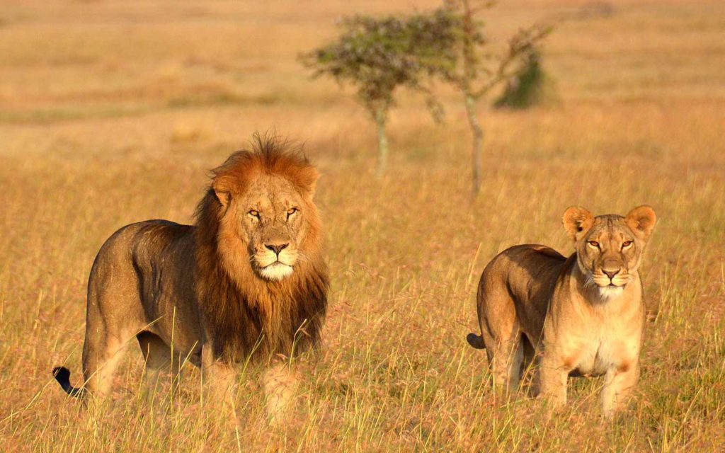 LIONS ON TANZANIA SAFARIS