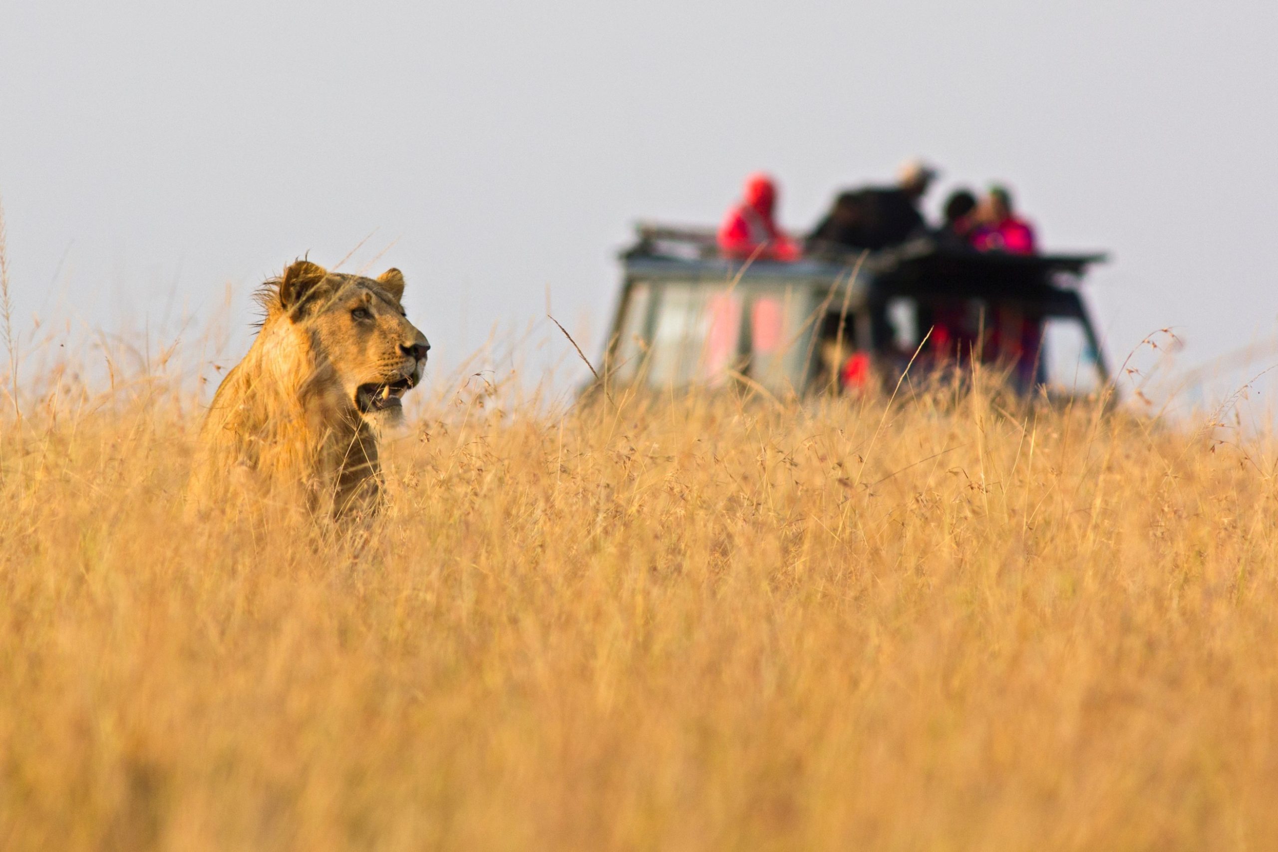 Lion in the Savanna with a Tour Vehicle with tourists in the Background