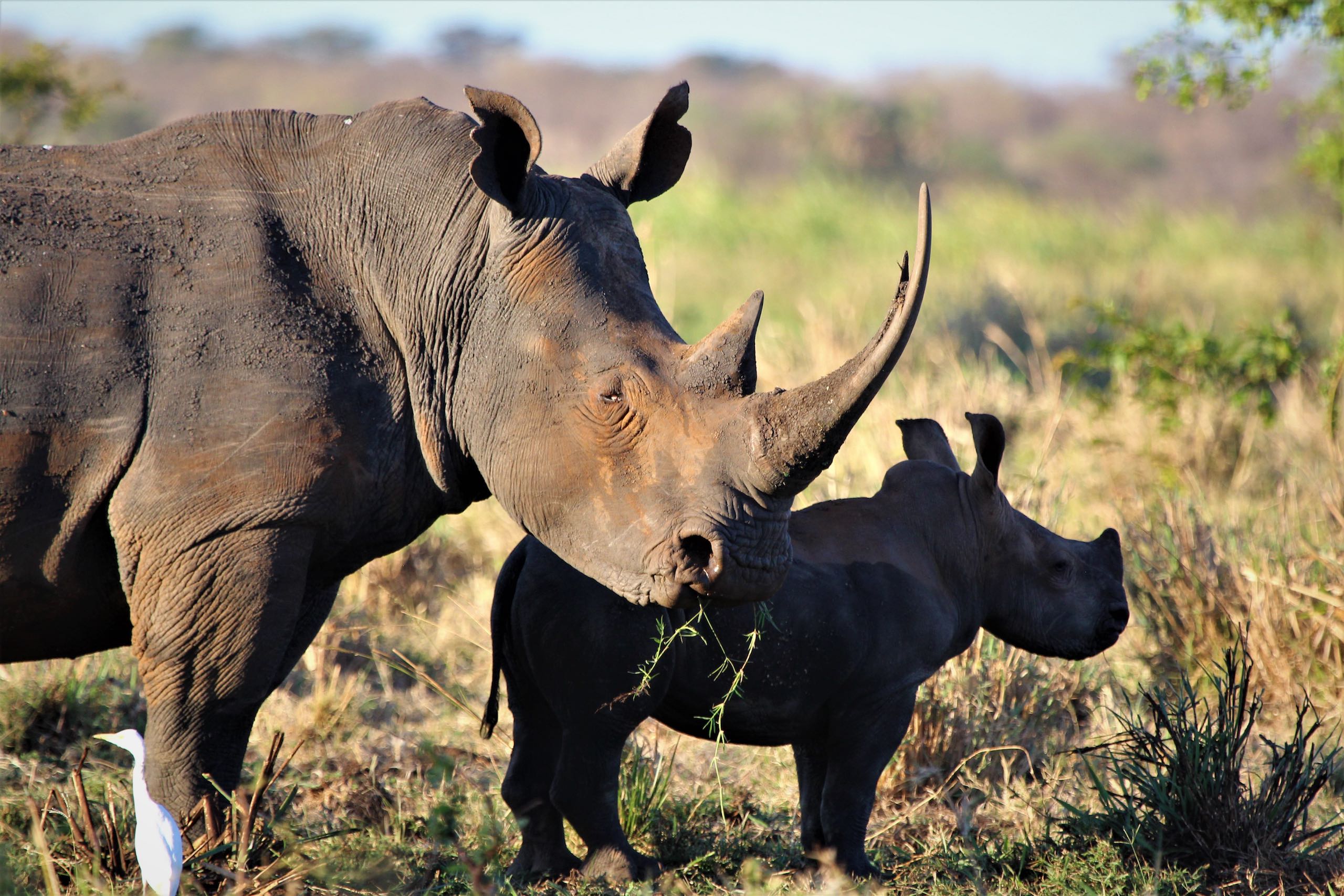 Meru-National-Park-Safari