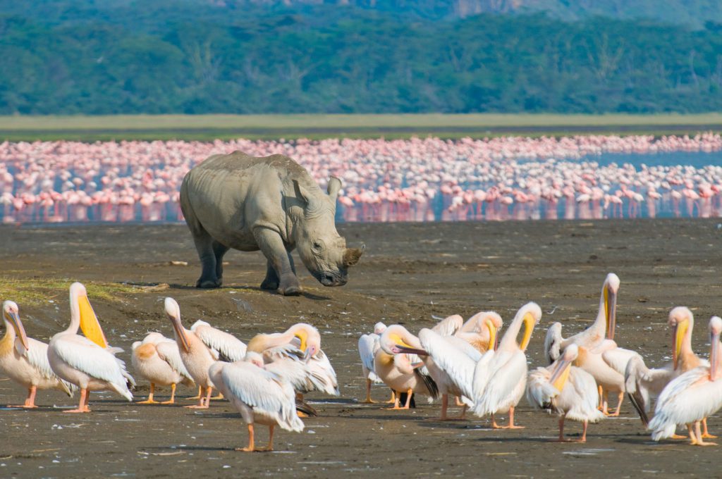 Pelican and Flamingo in Kenya safari tours