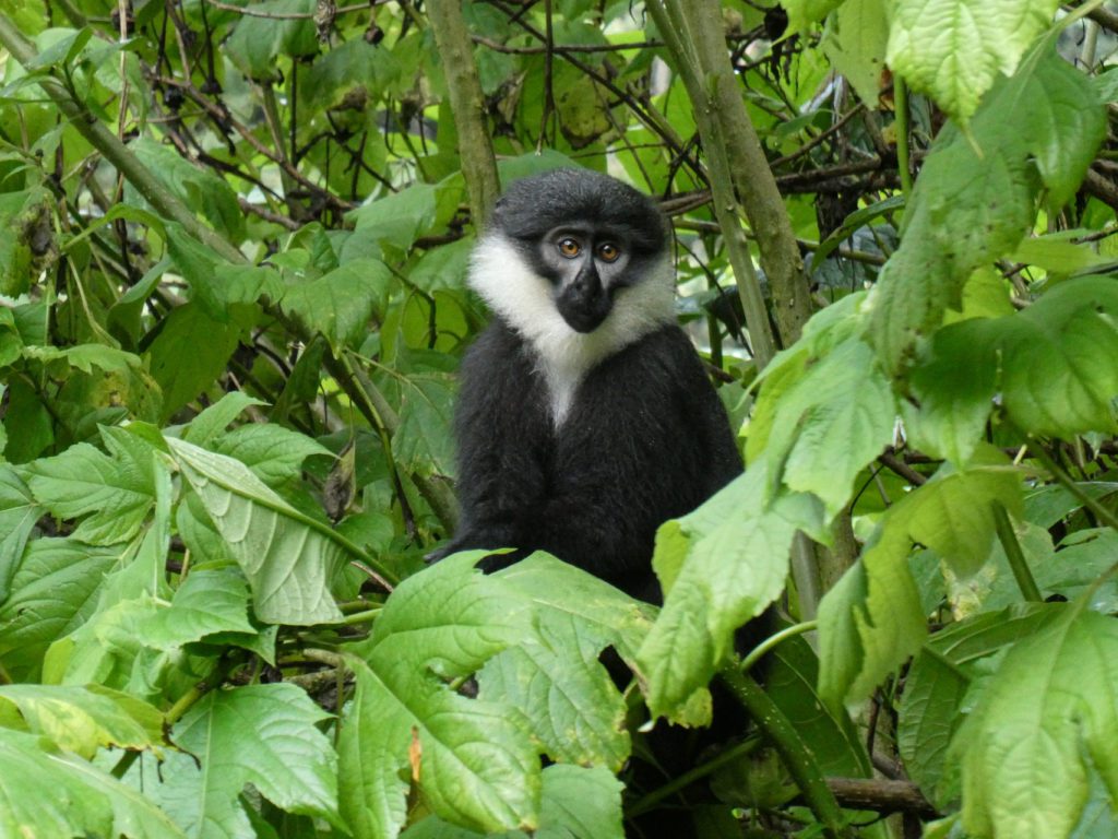 Primate in Bwindi Impenetrable Forest National Park