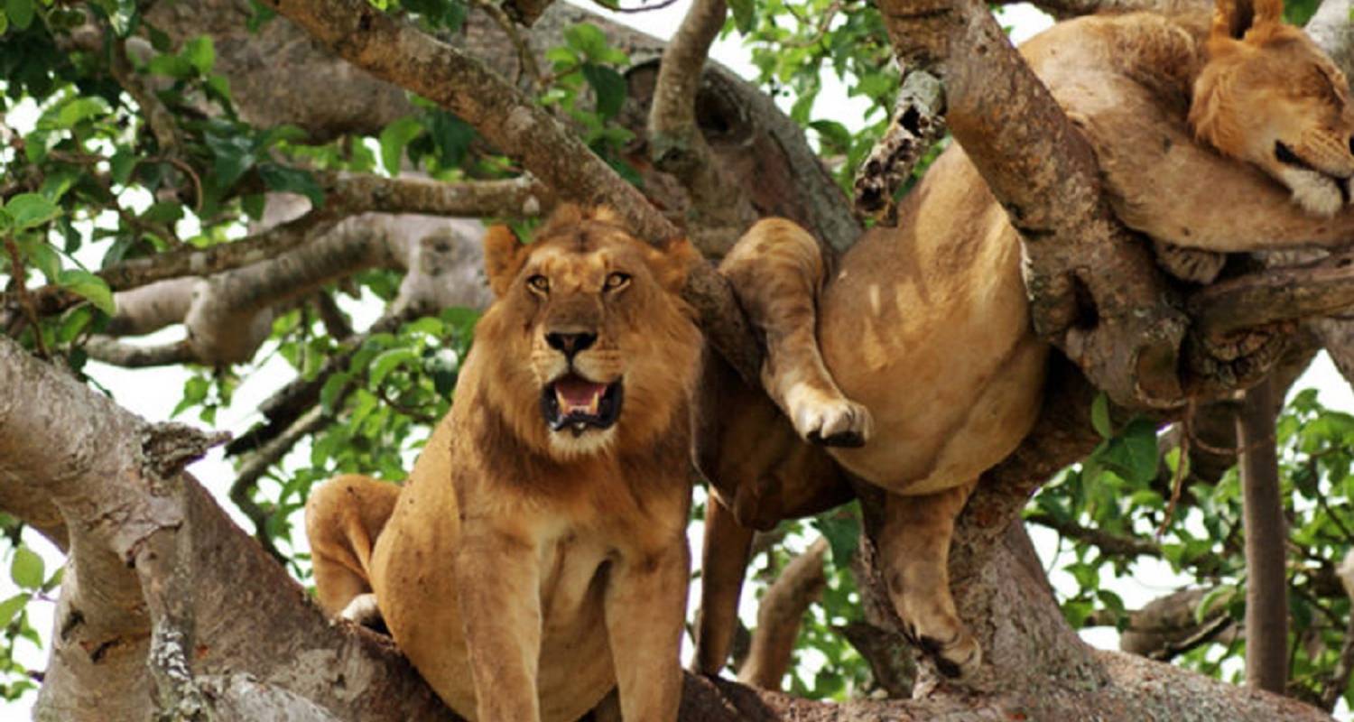 Tree Climbing Lions Uganda's national parks