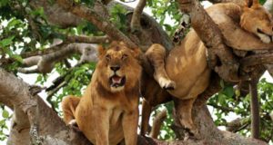 Tree Climbing Lions in Queen Elizabeth