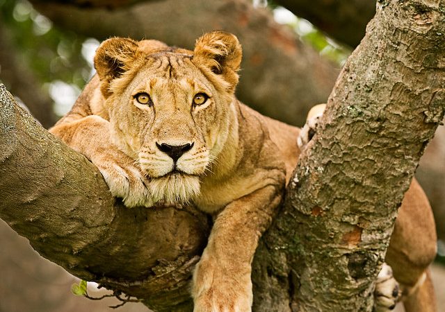 Queen-Elizabeth-National-Park-Lion