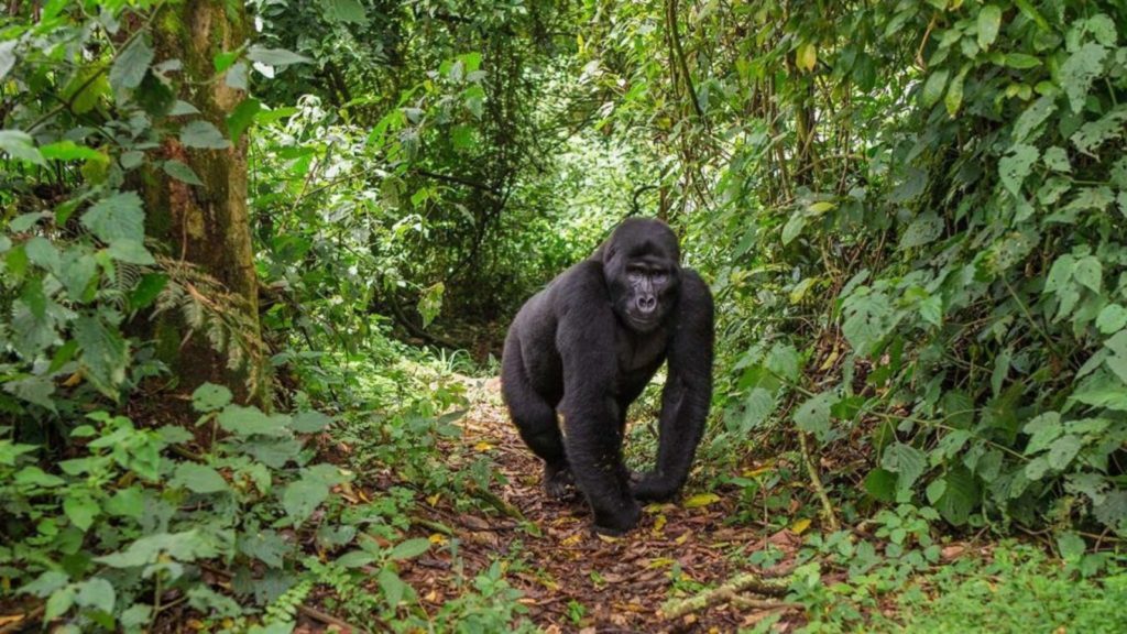Silverback-gorilla-look-at-the-camera-on-gorilla-trekking-in-uganda