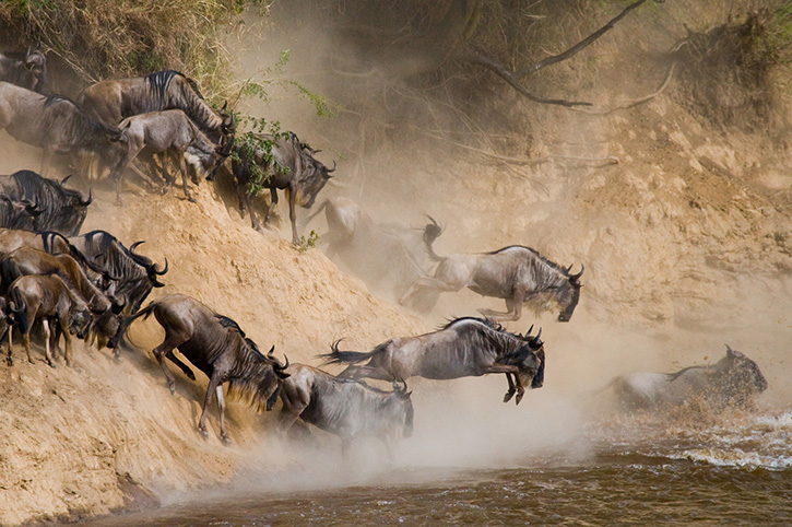 Image of Wildebeest jumping into the Mara River
