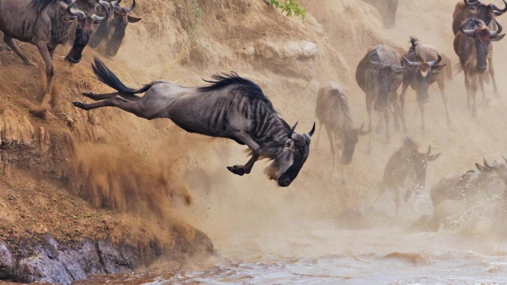 The-Great-Wildebeest-Migration jumping into the Mara River