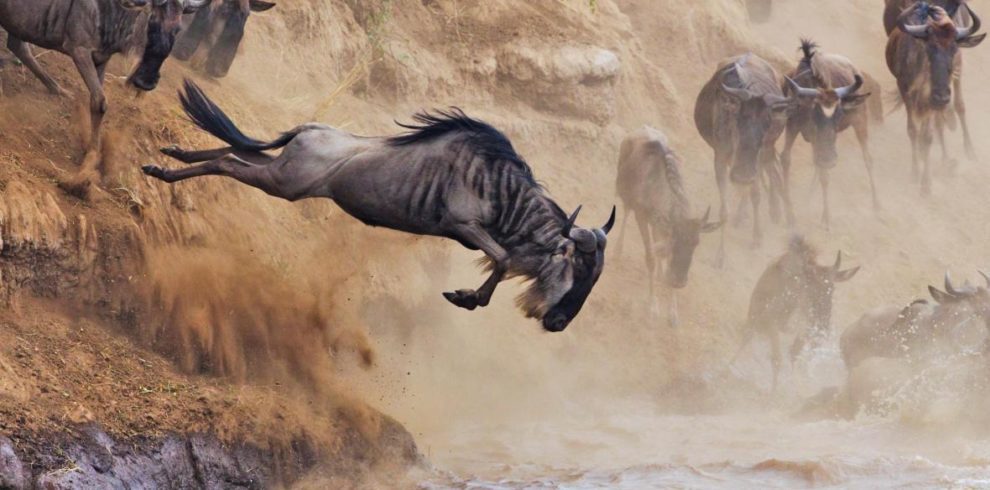 The-Great-Wildebeest-Migration jumping into the Mara River