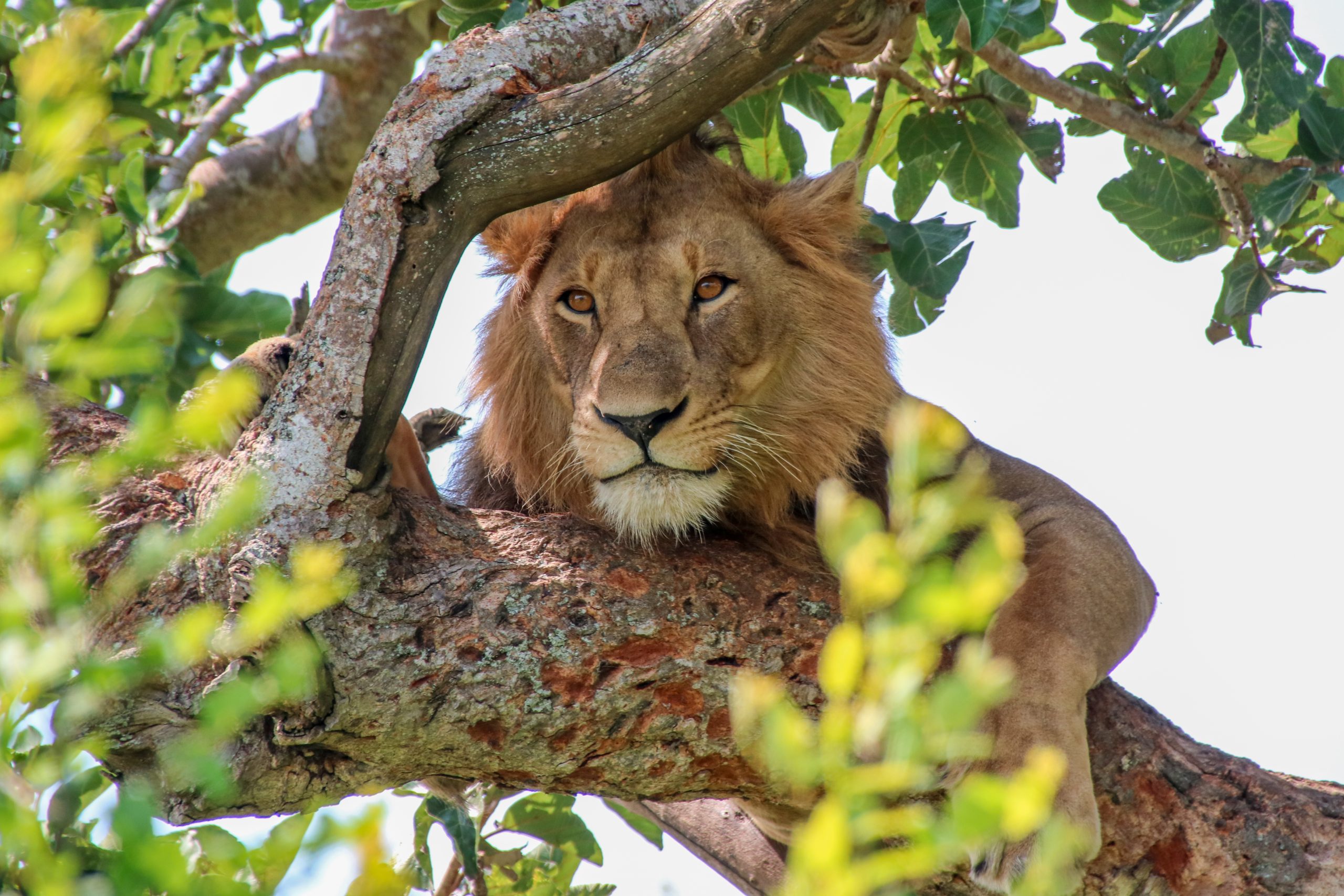 Tree Climbing Lion