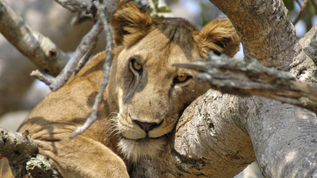 Tree Climibing Lion on a Uganda Safari