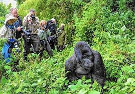 Tourists Take a Close up picture of a Gorilla in Bwindi National Park