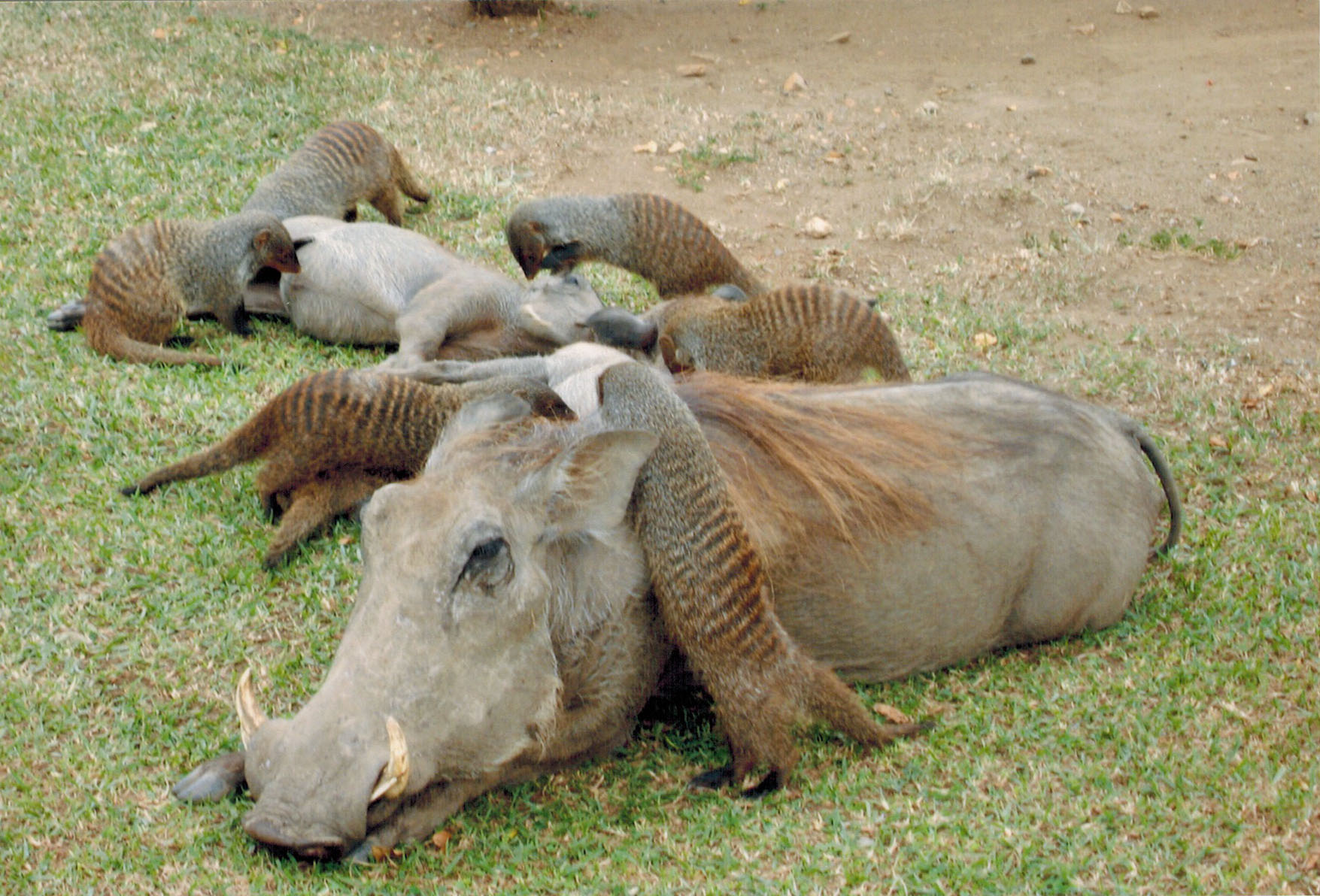 Warthog groomed by mongoose