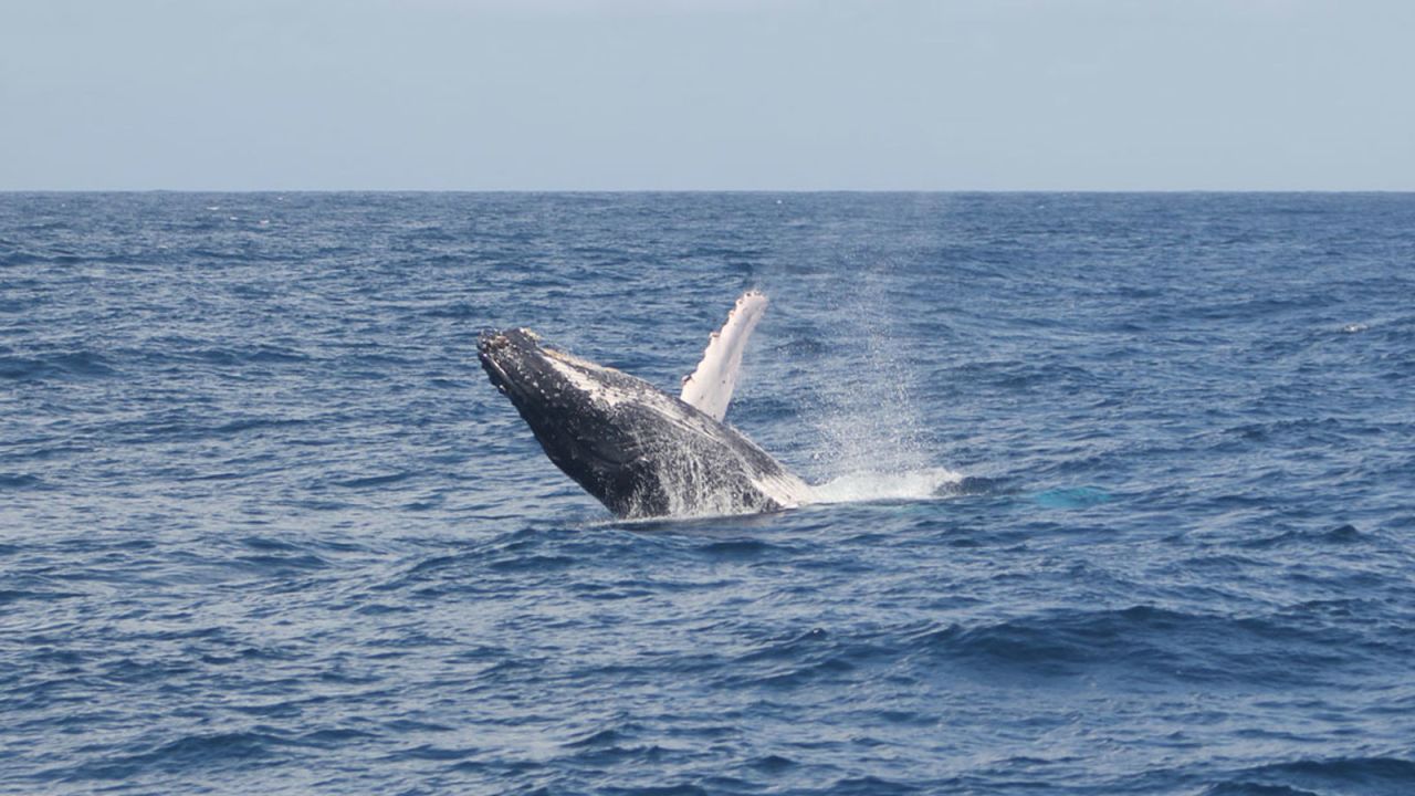 Watamu Beach Whale Migration