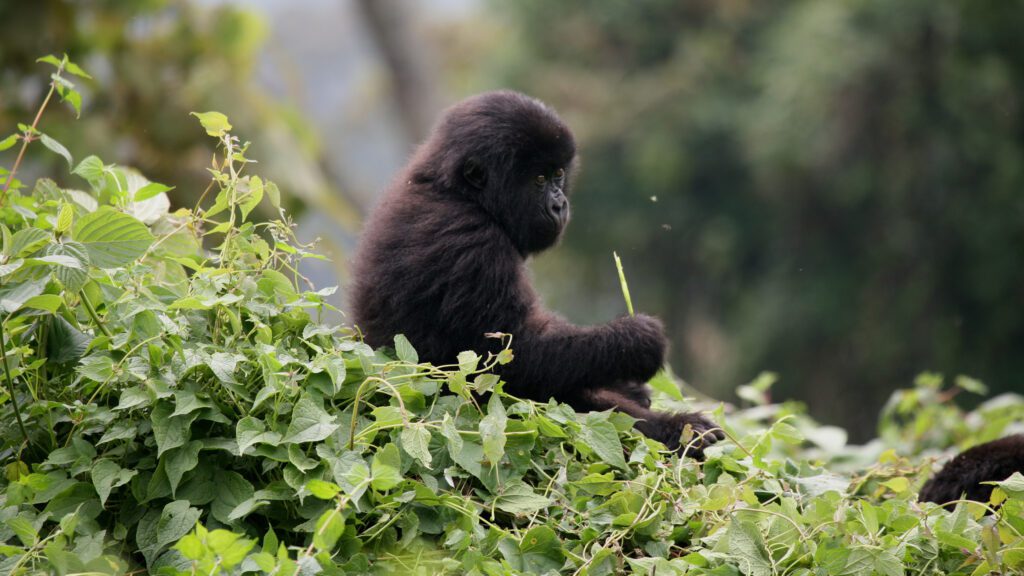 Young Gorilla over vegetation 1 1