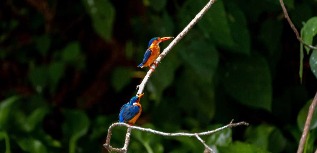 birding-bwindi-1024×495