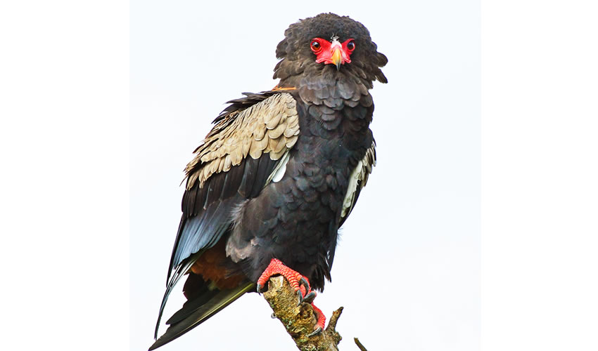 birding-in-Bwindi