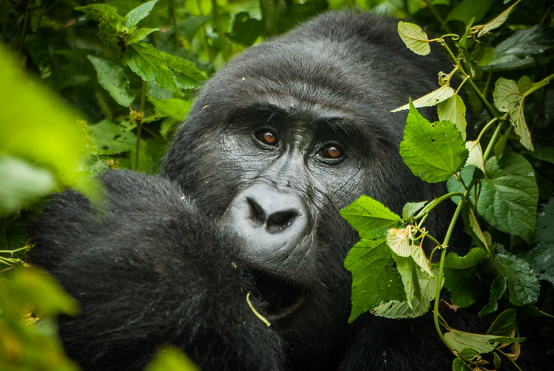 Bwindi Gorilla