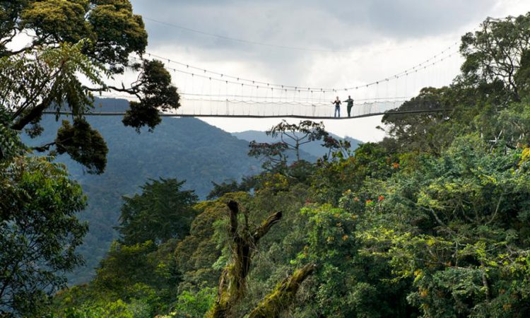 canopy walk nyungwe 1