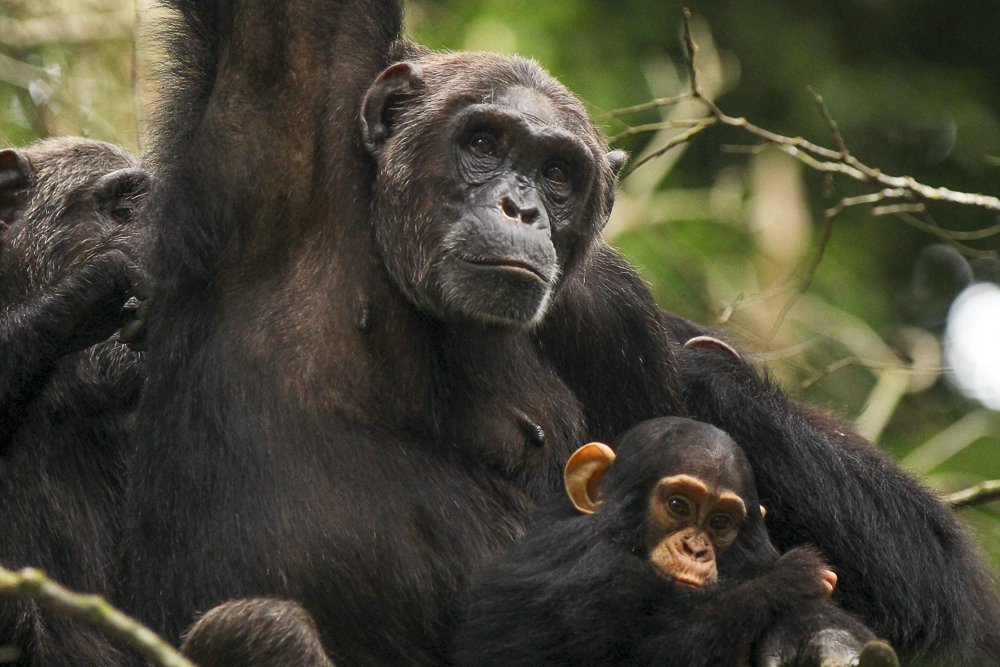 Chimpanzee Trekking in Uganda a top destination for Primate Safaris