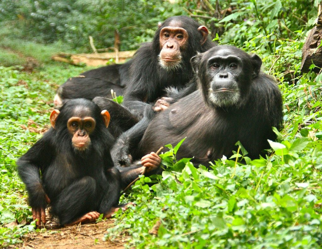 chimpanzees-in-kibale-forest while Chimpanzee Trekking in Uganda