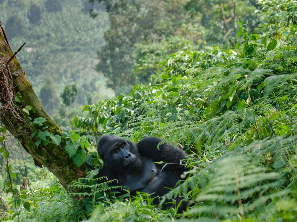 dominant-male-mountain-gorilla-grass-Bwindi Impenetrable Forest National Park