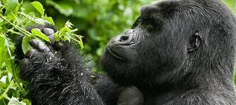 Gorilla Eating Vegetation as seen
