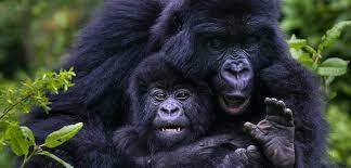 A mother Gorilla Hugging a young Gorilla