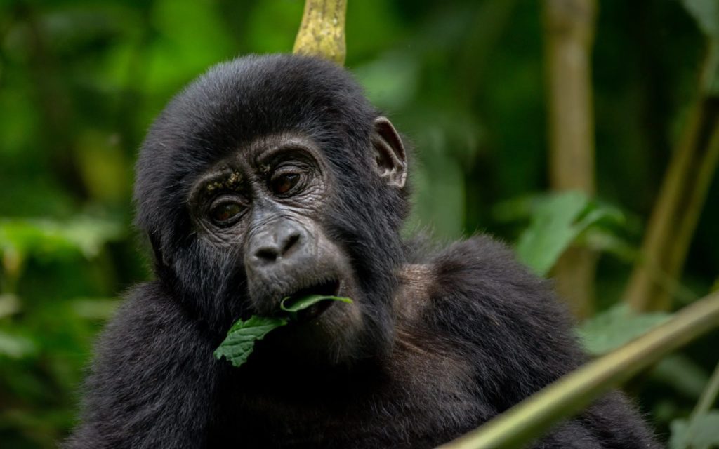 Image of a Gorilla Eating