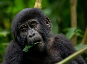 Image of a Gorilla Eating