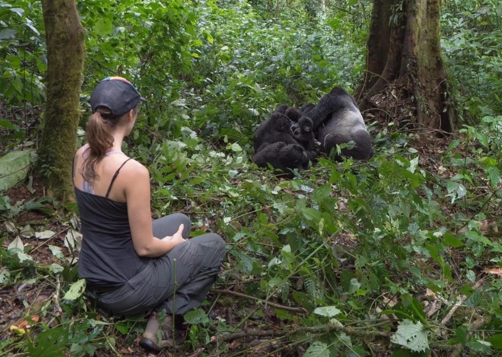 A lady Close to a Gorilla in the forests in Uganda Gorilla Trekking
